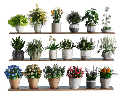 现代花盆盆栽植物