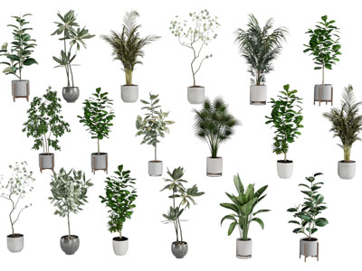 现代花盆盆栽植物