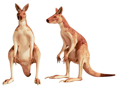 现代袋鼠 爬行动物