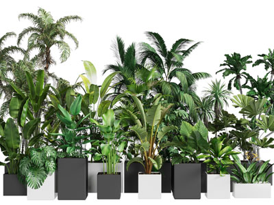 现代花盆盆栽植物