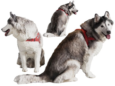 现代哈士奇狼狗 宠物狗