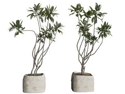 现代水泥花盆盆栽植物