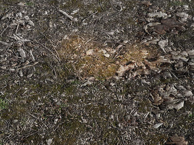 现代野外枯叶草地