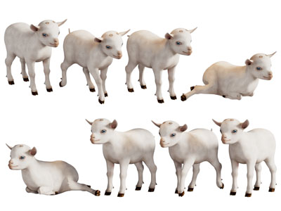 现代小绵羊 爬行动物