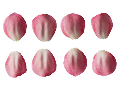 现代花瓣 花卉植物