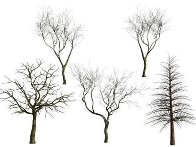 现代冬季光树干的树木