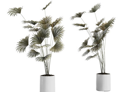 现代花盆盆栽植物