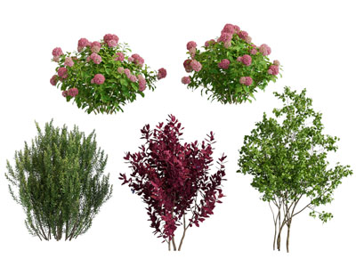 现代花草花卉 灌木植物