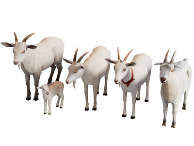 现代山羊 爬行动物