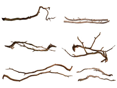 现代枯木枝条 木棍 木材 树枝