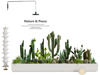 现代多肉植物花坛花池盆景盆栽