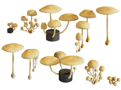 现代蘑菇 毒蘑菇 草菇 野生菌菇