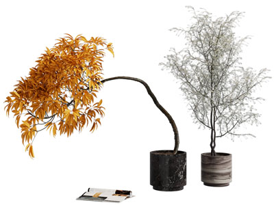 现代花盆盆栽植物