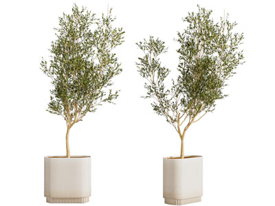 现代花盆盆栽植物