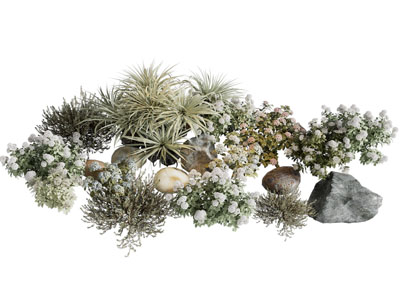 现代石头 花卉花草植物