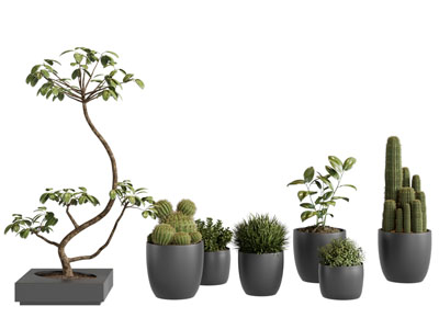 现代多肉 花草花盆盆栽植物