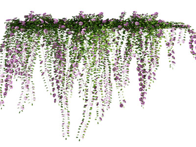 现代藤蔓植物 花卉吊篮绿植3d模型 现代藤蔓植物 花卉吊篮绿植