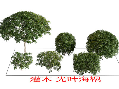 现代灌木植物 光叶海桐