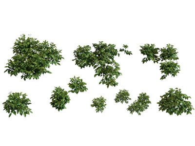 现代花草绿植 植物