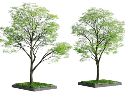 现代道旁树木 景观树木