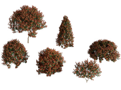 现代秋天的灌木植物 景观树木