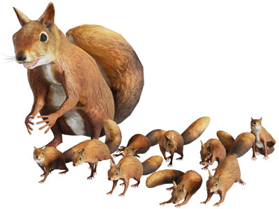 现代松鼠 爬行动物