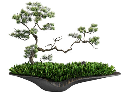 新中式松树盆景盆栽