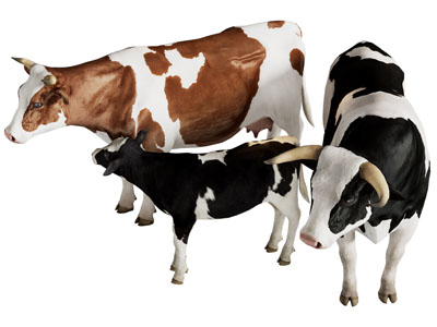 现代奶牛 母牛 小牛 爬行动物