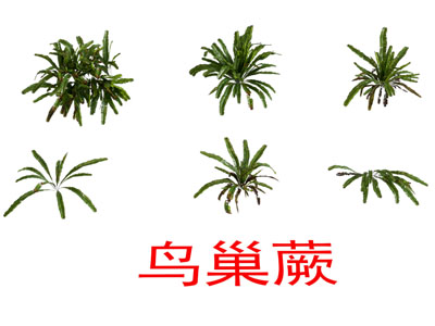 现代鸟巢蕨花草植物