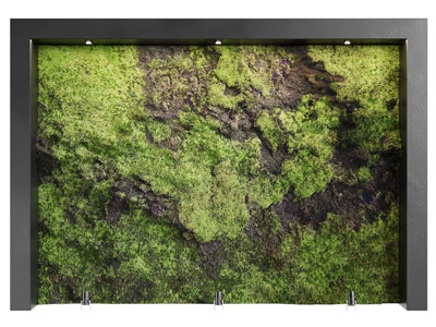 现代苔藓植物背景墙