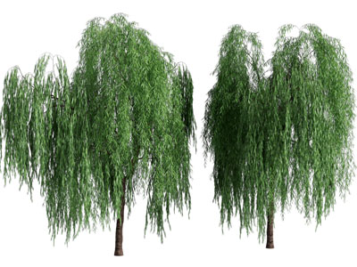 现代垂丝柳树