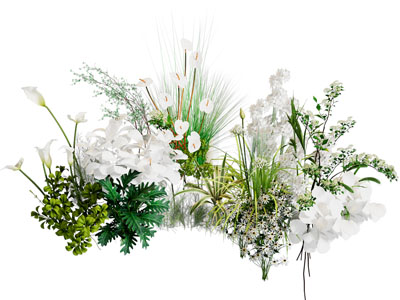 现代花草花卉植物