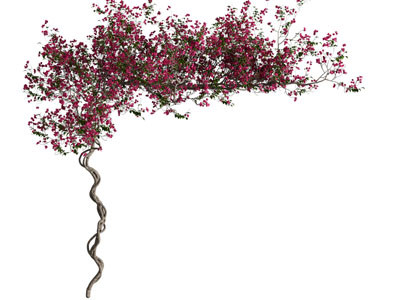 现代藤蔓花卉植物