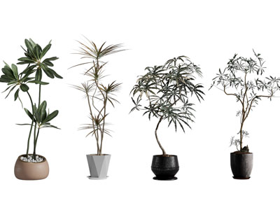 现代花盆盆景盆栽植物