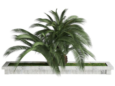 现代花坛 铁树盆景盆栽植物