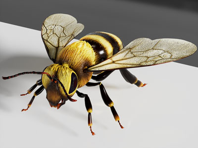 现代蜜蜂 飞行动物3d模型 现代蜜蜂 飞行动物
