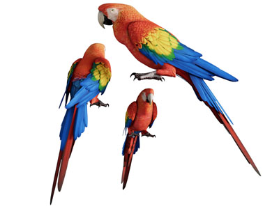 现代鹦鹉 飞行动物3d模型 现代鹦鹉 飞行动物