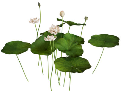 现代荷花 荷叶 花草植物