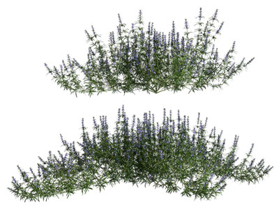 现代花卉花草植物