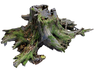 现代长满青苔的树桩 枯树根