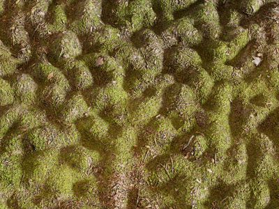 现代草地 沼泽地