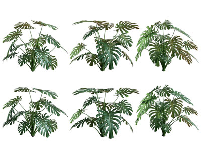 现代花卉花草植物