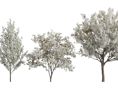 现代开满白色花朵的景观树木