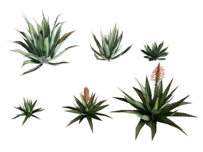 现代芦荟 花草植物