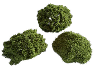 现代草丛 花草植物