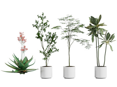 现代花盆盆栽植物