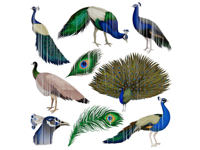 现代孔雀墙饰 羽毛
