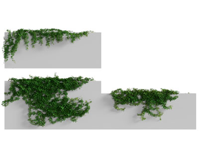 现代藤蔓植物 植物墙
