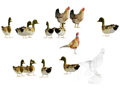 现代母鸡 鸭子 火鸡 爬行动物