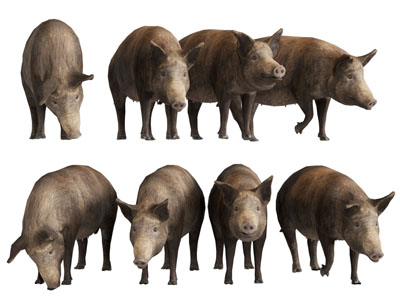 现代野猪 爬行动物